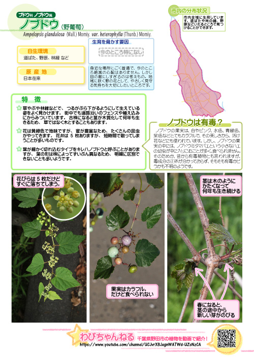 ノブドウ 野葡萄 ブドウ科 ノブドウ属 野田市ホームページ