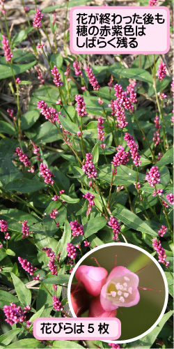 イヌタデの画像その1。花が終わった後も穂の赤紫色はしばらく残る。花びらは5枚。