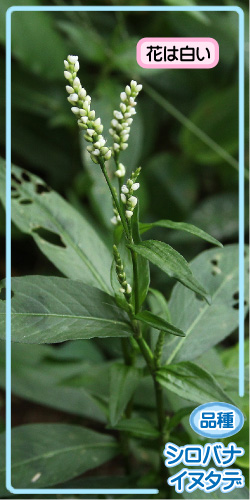 イヌタデの画像その3。品種・シロバナイヌタデ。花は白い。