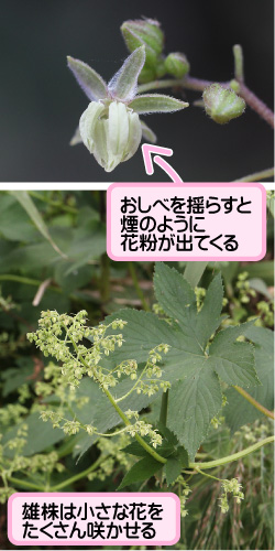 カナムグラの画像その2。雄株は小さな花をたくさん咲かせる。おしべを揺らすと煙のように花粉が出てくる。