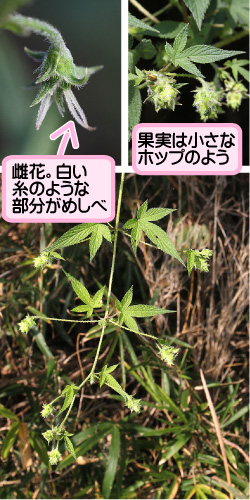 カナムグラの画像その3。雌花。白い糸のような部分がめしべ。果実は小さなホップのよう。