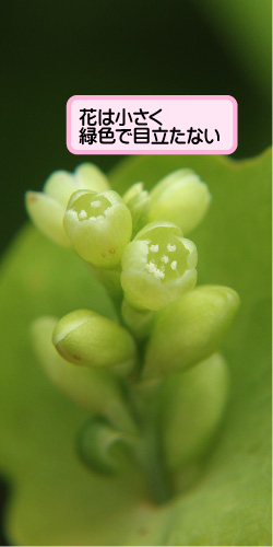 イシミカワの画像その2。花は小さく緑色で目立たない。