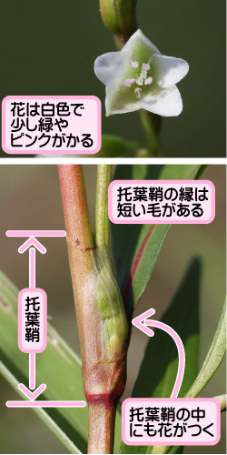 ヤナギタデの画像その2。花は白色で少し緑やピンクがかる。托葉鞘。托葉鞘の縁は短い毛がある。托葉鞘の中にも花がつく。