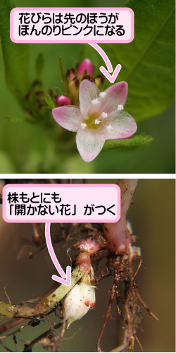 ミゾソバの画像その2。花びらは先のほうがほんのりピンクになる。株もとにも「開かない花」がつく。