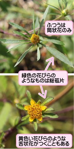 アメリカセンダングサの画像その2。緑色の花びらのようなものは総苞片。ふつうは筒状花のみ。黄色い花びらのような舌状花がつくこともある。
