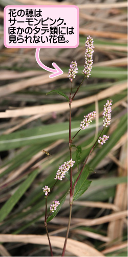 ホソバイヌタデの画像その1。花の穂はサーモンピンク。ほかのタデ類には見られない花色。