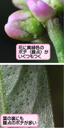 ホソバイヌタデの画像その3。花に黄緑色のポチ（腺点）がいくつもつく。葉の裏にも腺点のポチが多い。