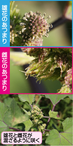 オオオナモミの画像その2。雄花のあつまり。雌花のあつまり。雄花と雌花が混ざるように咲く。