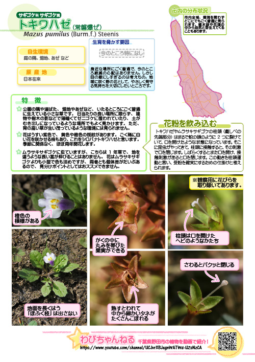 トキワハゼの図鑑