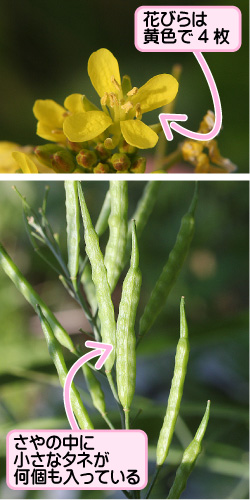 カラシナの画像その2。花びらは黄色で4枚。さやの中に小さなタネが何個も入っている。