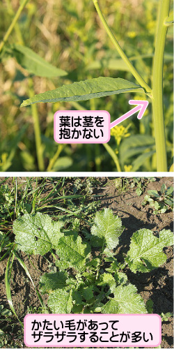 カラシナの画像その3。葉は茎を抱かない。かたい毛があってザラザラすることが多い。