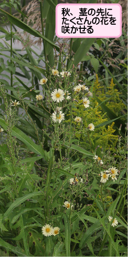 アキノノゲシの画像その1。秋、茎の先にたくさんの花を咲かせる。