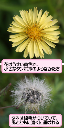 アキノノゲシの画像その2。花はうすい黄色で、小さなタンポポのようなかたち。タネは綿毛がついていて、風とともに遠くに運ばれる。