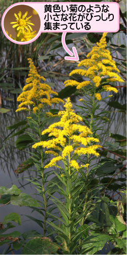 セイタカアワダチソウの画像その1。黄色い菊のような小さな花がびっしり集まっている。