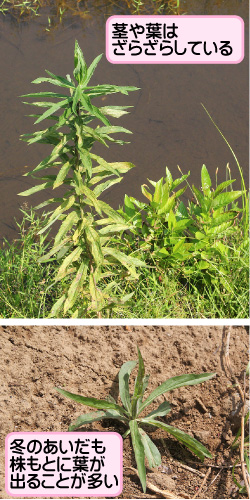 セイタカアワダチソウの画像その3。茎や葉はざらざらしている。冬のあいだも株もとに葉が出ることが多い。