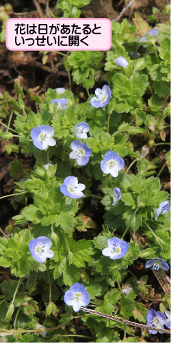 オオイヌノフグリの画像その1。花は日があたるといっせいに開く。