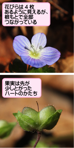 オオイヌノフグリの画像その2。花びらは4枚あるように見えるが、根もとで全部つながっている。果実は先が少しとがったハートのかたち。