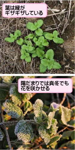 オオイヌノフグリの画像その3。葉は縁がギザギザしている。陽だまりでは真冬でも花を咲かせる。