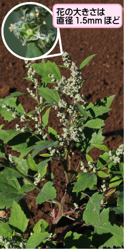 シロザの画像その1。花の大きさは直径1.5mmほど。