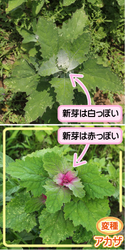 シロザの画像その3。新芽は白っぽい。変種・アカザ。新芽は赤っぽい。