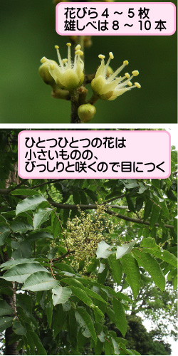 ムクロジの画像その1。花びら4から5枚、雄しべは8から10本。ひとつひとつの花は小さいものの、びっしりと咲くので目につく。