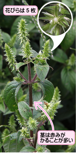 ヒナタイノコヅチの画像その1。花びらは5枚。茎は赤みがかることが多い。