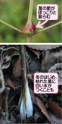 ヒナタイノコヅチの画像その3。茎の節がぼっこりと膨らむ。冬のはじめ、枯れた茎に白い氷がつくことも。