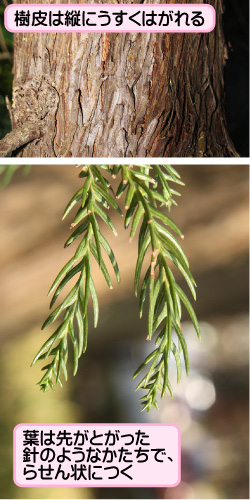 スギの画像その3。樹皮は縦にうすくはがれる。葉は先がとがった針のようなかたちで、らせん状につく。
