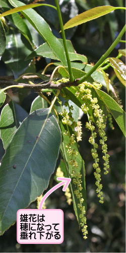 シラカシの画像その1。雄花は穂になって垂れ下がる。