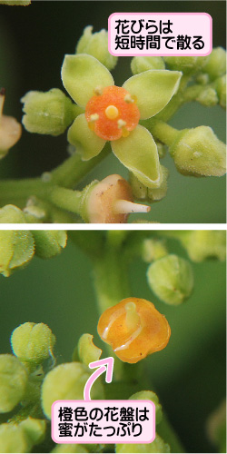 ヤブカラシの画像その2。花びらは短時間で散る。橙色の花盤は蜜がたっぷり。