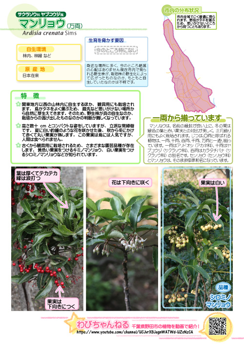 マンリョウの図鑑