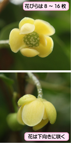 サネカズラの画像その2。花びらは8枚から16枚。花は下向きに咲く。