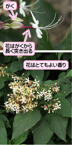 クサギの画像その1。がく。花はがくから長く突き出る。花はとてもよい香り。