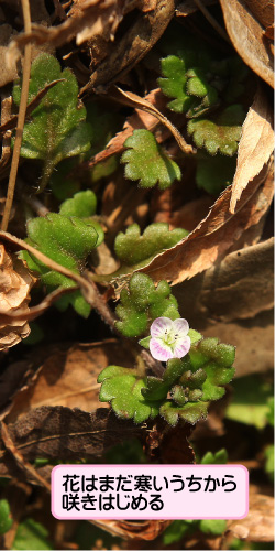 イヌノフグリの画像その1。花はまだ寒いうちから咲きはじめる。