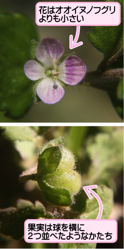 イヌノフグリの画像その2。花はオオイヌノフグリよりも小さい。果実は球を横に2つ並べたようなかたち。