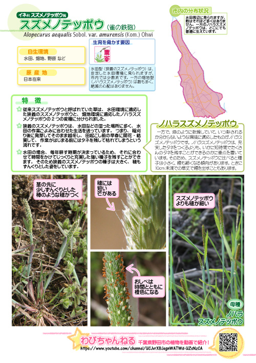 スズメノテッポウ 雀の鉄砲 イネ科スズメノテッポウ属 野田市ホームページ