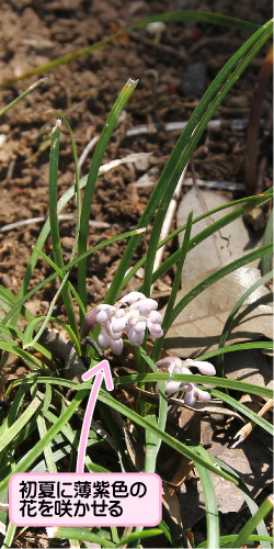 ナガバジャノヒゲの画像その1。初夏に薄紫色の花を咲かせる。