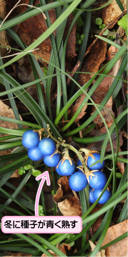 ナガバジャノヒゲの画像その2。冬に種子が青く熟す。