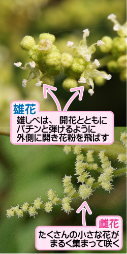 カラムシの画像その2。雄花。雄しべは、開花とともにパチンと弾けるように外側に開き花粉を飛ばす。雌花。たくさんの小さな花がまるく集まって咲く。