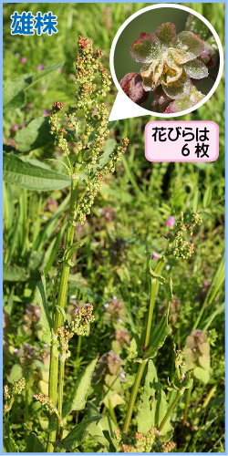 スイバの画像その1。雄株。花びらは6枚。