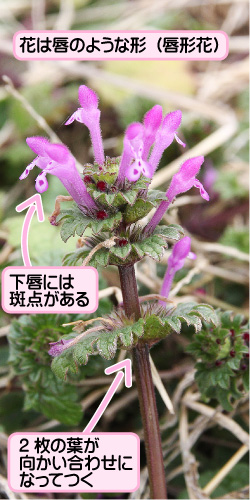 ホトケノザの画像その1。花は唇のような形（唇形花）。下唇には斑点がある。2枚の葉が向かい合わせになってつく。