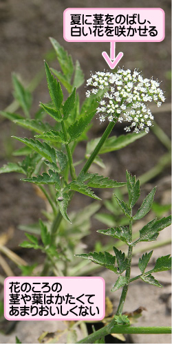 セリの画像その1。夏に茎をのばし、白い花を咲かせる。花のころの茎や葉はかたくてあまりおいしくない。