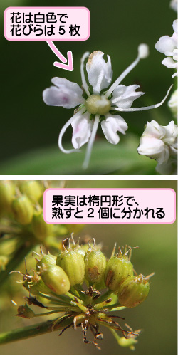 セリの画像その2。花は白色で花びらは5枚。果実は楕円形で、熟すと2個に分かれる。