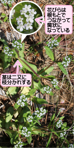 ノヂシャの画像その1。茎は二またに枝分かれする。花びらは根もとでつながって筒状になっている。