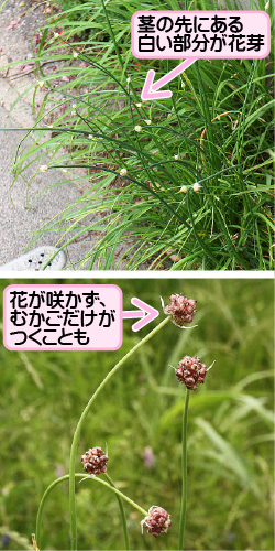 ノビルの画像その1。茎の先にある白い部分が花芽。花が咲かず、むかごだけがつくことも。