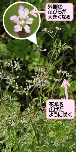 オヤブジラミの画像その1。外側の花びらが大きくなる。花傘を広げたように咲く。