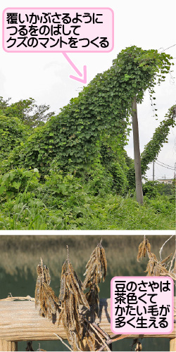 クズの画像その2。覆いかぶさるようにつるをのばしてクズのマントをつくる。豆のさやは茶色くてかたい毛が多く生える。