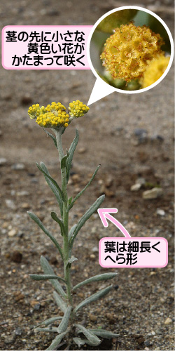 ハハコグサの画像その1。茎の先に小さな黄色い花がかたまって咲く。葉は細長くへら形。