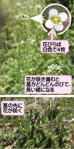 ナズナの画像その1。花びらは白色で4枚。花が咲き進むと茎がどんどんのびて、長い穂になる。茎の先に花が咲く。