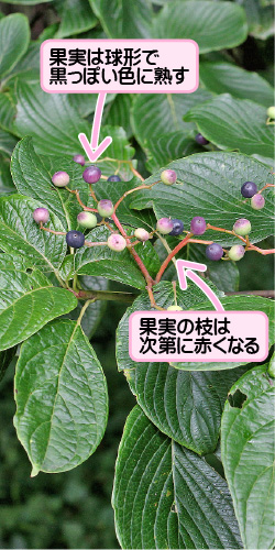 ミズキの画像その2。果実は球形で黒っぽい色に熟す。果実の枝は次第に赤くなる。
